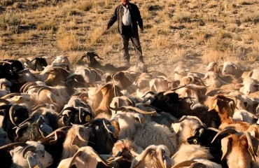 GORDİON'UN ÇOBANLARI
